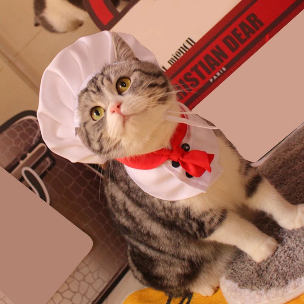 Delightful cat costume featuring chef cap