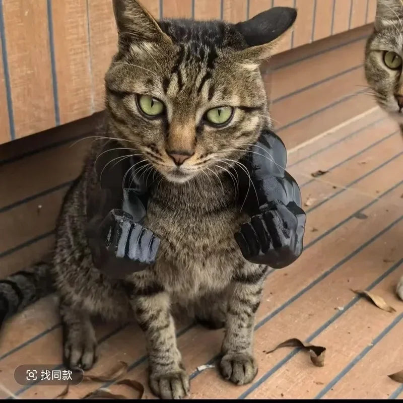 Cat holding a black shoe on a wooden deck