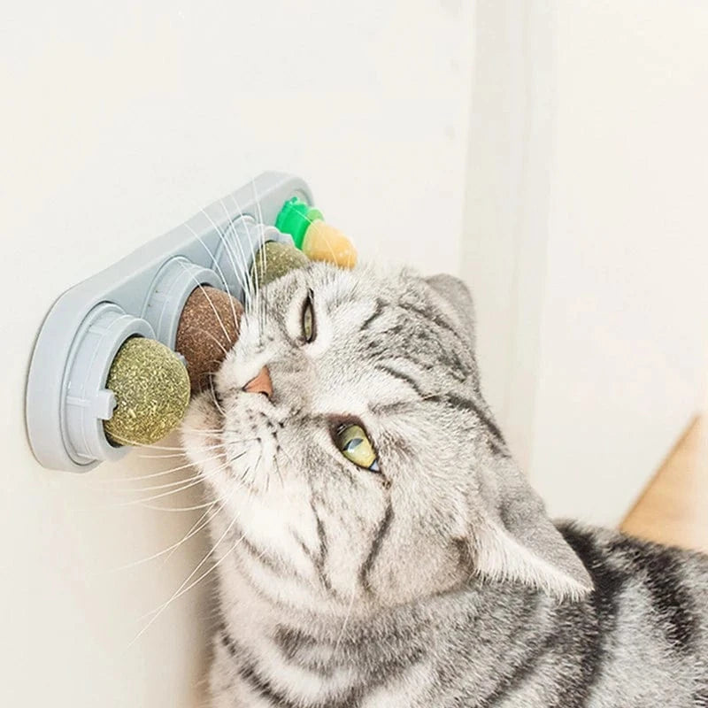 Cat interacting with a cat toy on a white background