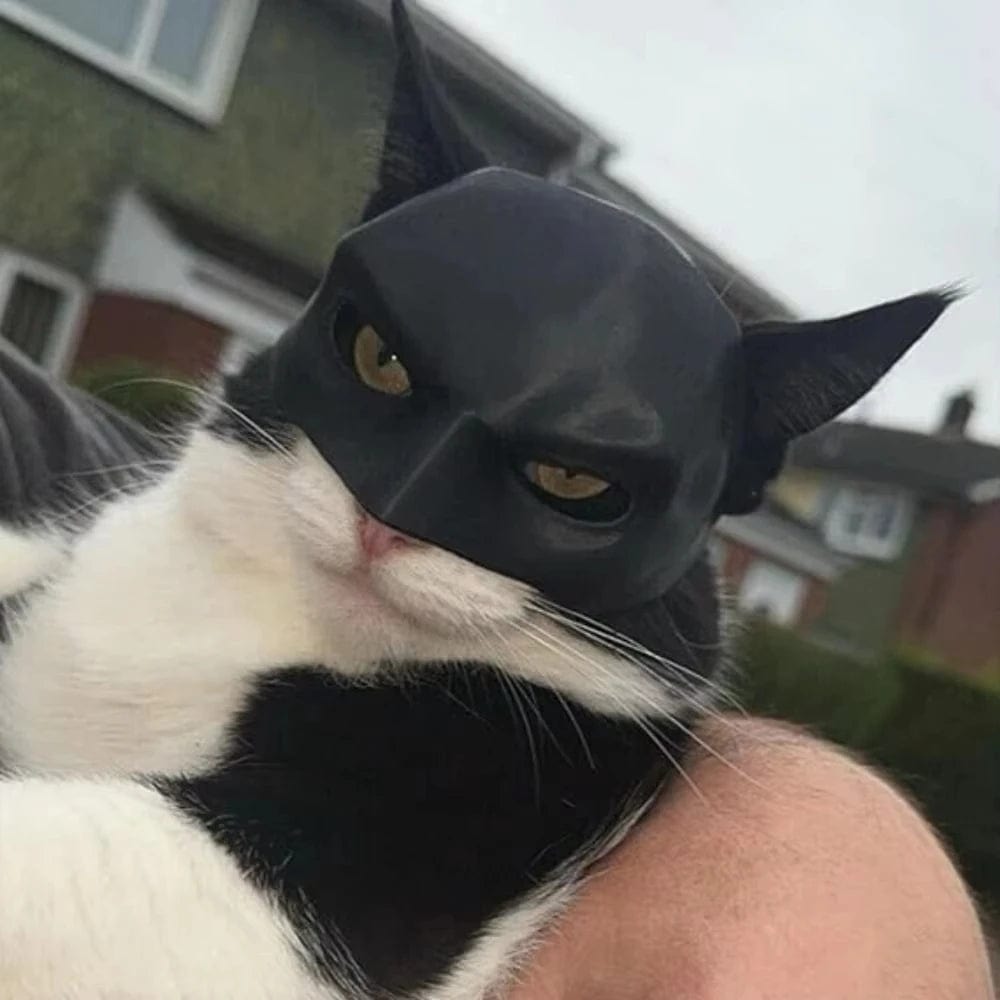 cat mask on white and black cat