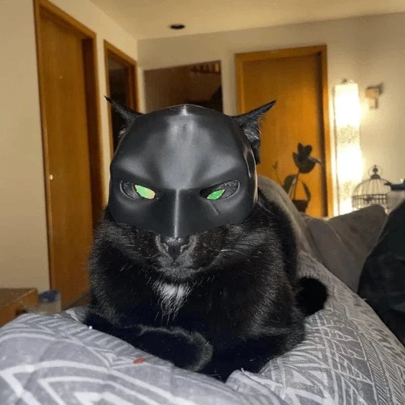 cat superhero mask on black cat