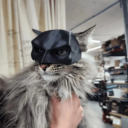 cat superhero mask on furry car