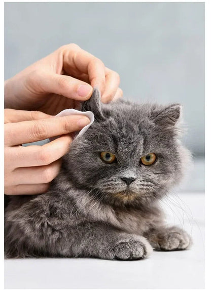 cat using ear wipe 