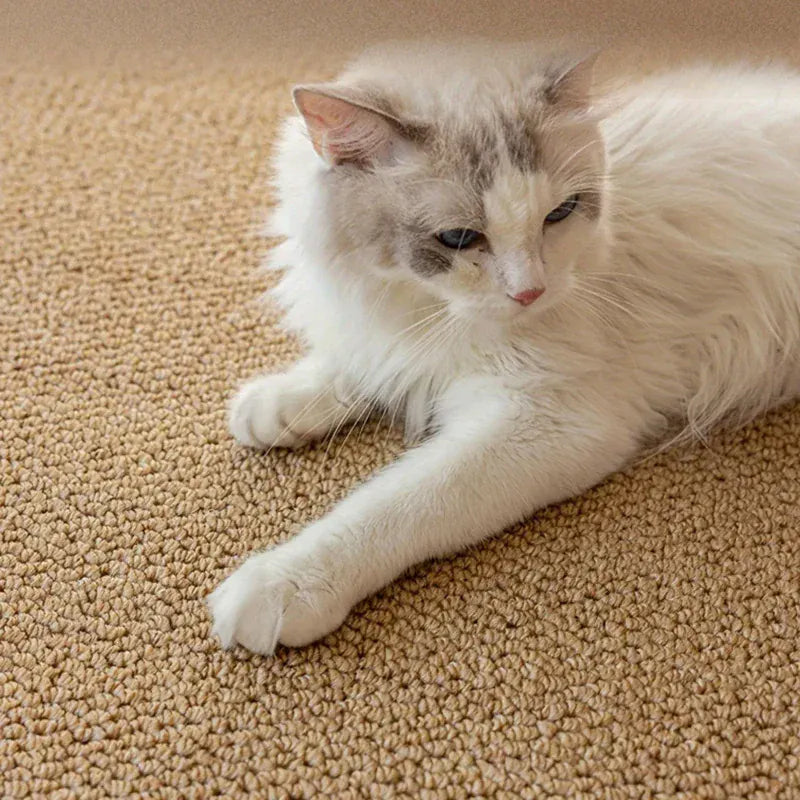 White and gray cat lying on a beige carpet