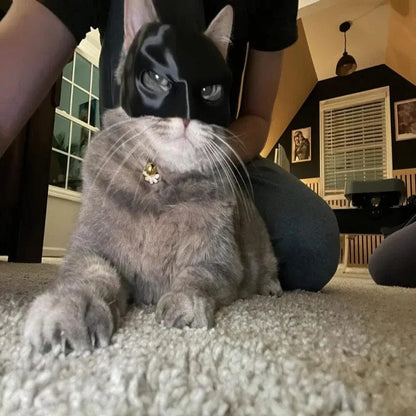 superhero mask on cat
