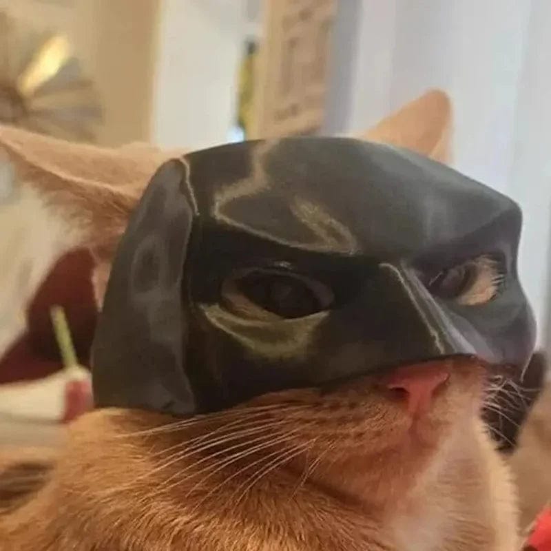 superhero mask on white cat