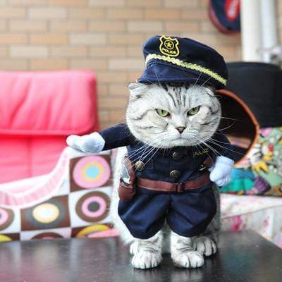 Halloween costumes for cats