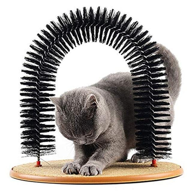 cat grooming arch pets at home grooming cat massage