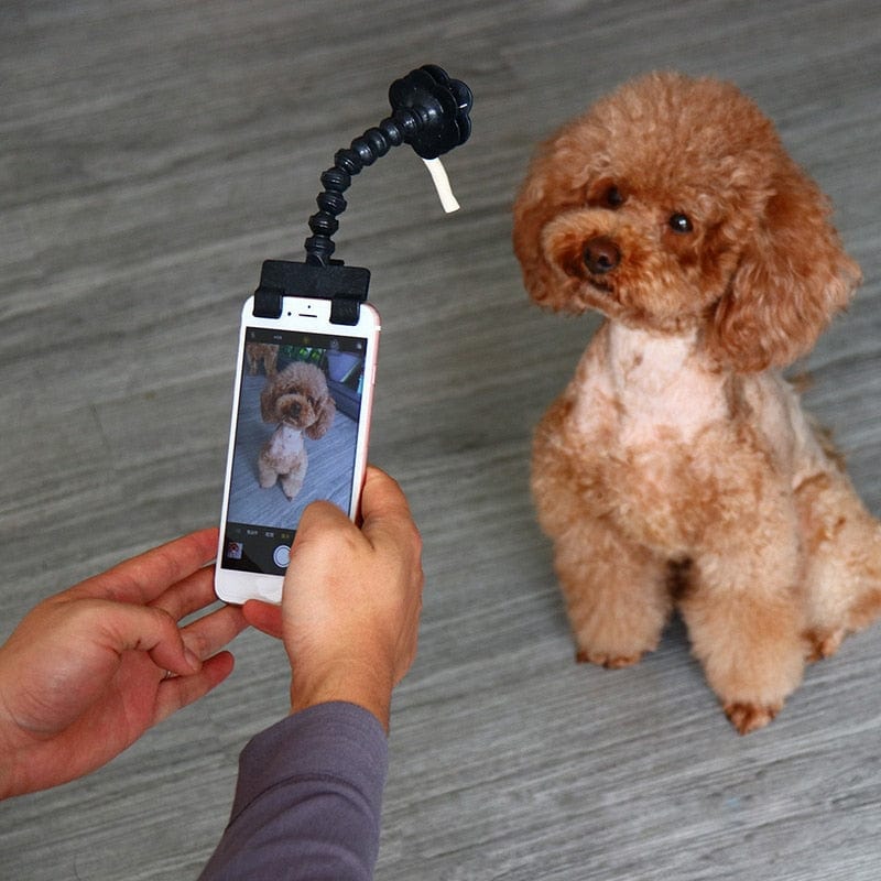 Capture feline moments with Snapcat selfie stick