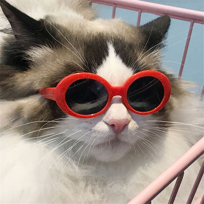 Cat eyeglasses with a vintage vibe