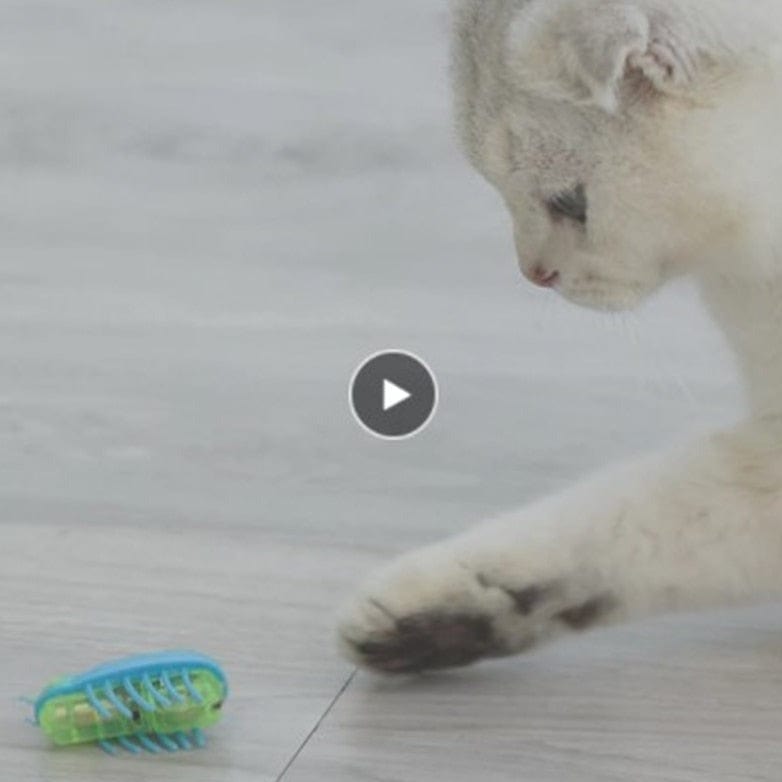 Battery-powered bug toy for playful cats
