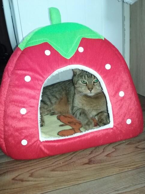 Best value strawberry cat house