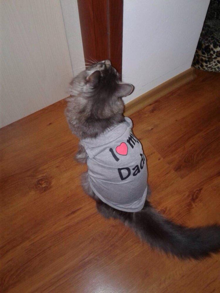 Pet kitten,  Cat Clothes Vest kitty