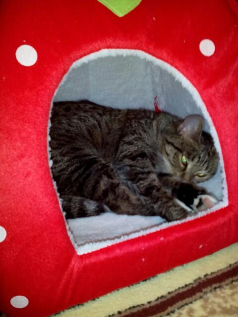 Cozy foldable cat hideaway in strawberry cave shape