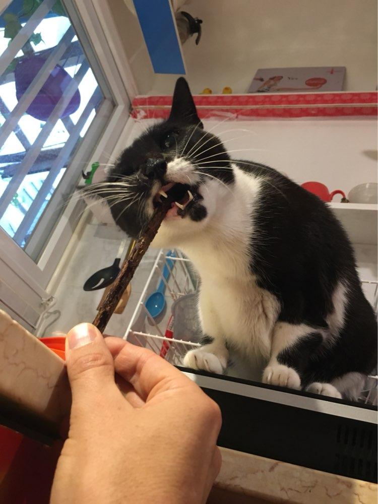 Natural Catnip Cat Molar Toothpaste Sticks