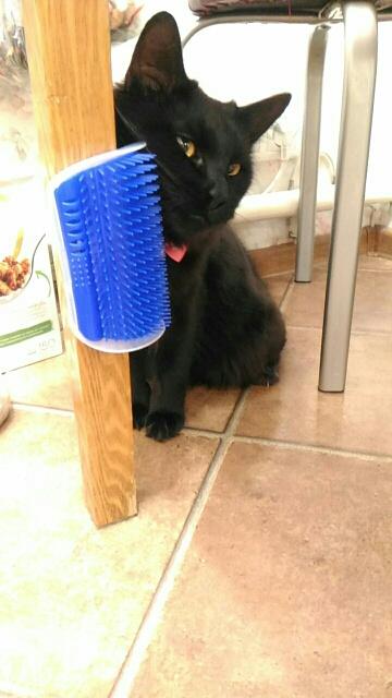best cat scratcher grooming cat brush 