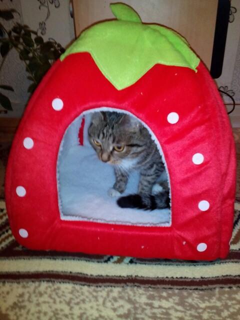 Strawberry Cave Foldable Cat House, Strawberry Cat Bed