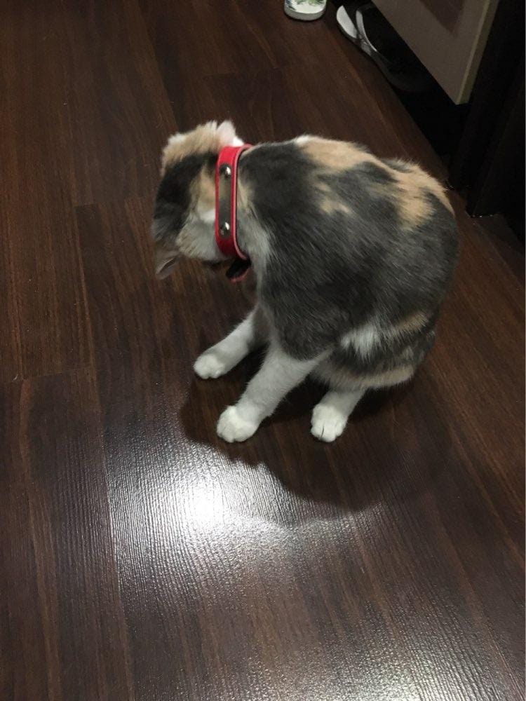 durable personalized cat collars