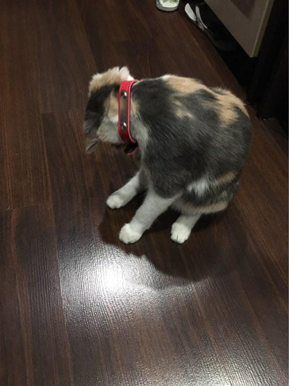 durable personalized cat collars