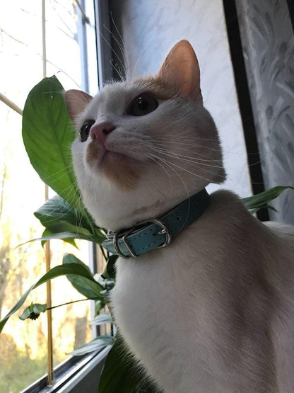 cat collar with built in tag