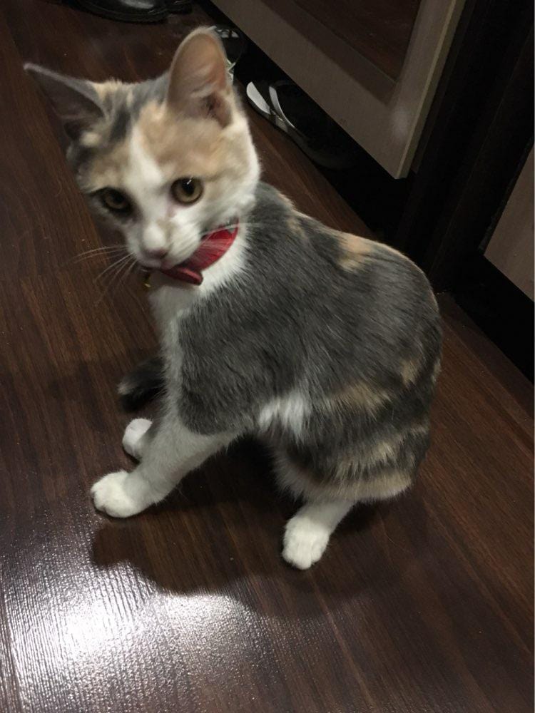 colorful cat collar id tag